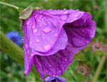 barvy_violet-flower